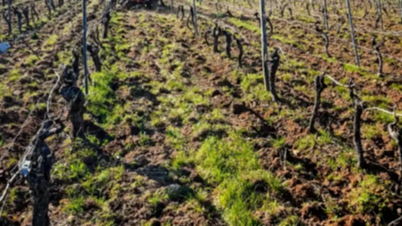 Le vent sauve les récoltes dans la vallée du Tarn malgré un risque de gel sévère