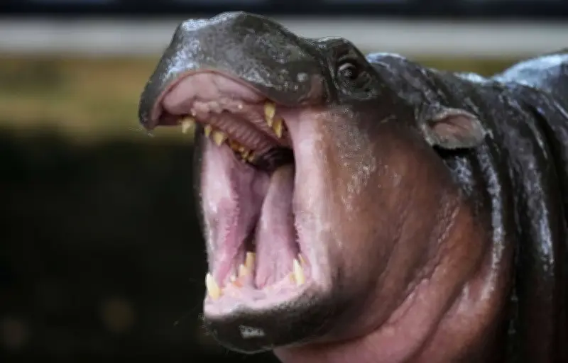 Le zoo thaïlandais porte plainte après l'intrusion dans l'enclos de Moo Deng, l'hippopotame star