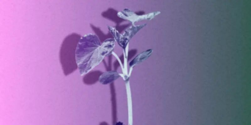 Élections municipales 2026 : les arbres urbains, un investissement écologique et social rentable