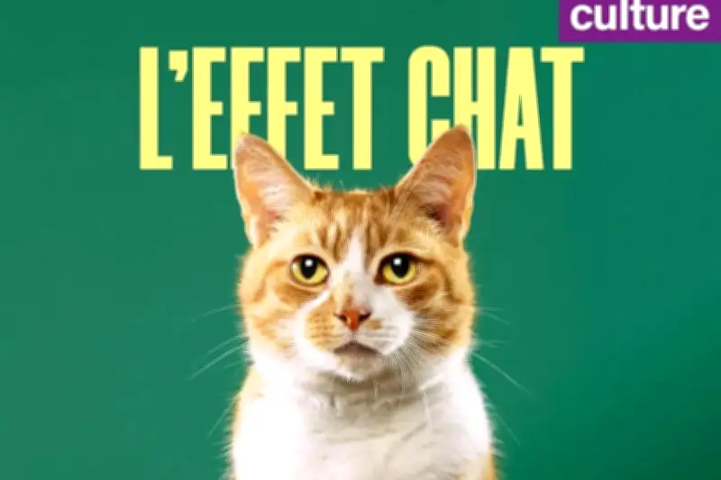 « L’Effet chat » : un podcast décrypte notre fascination pour les félins