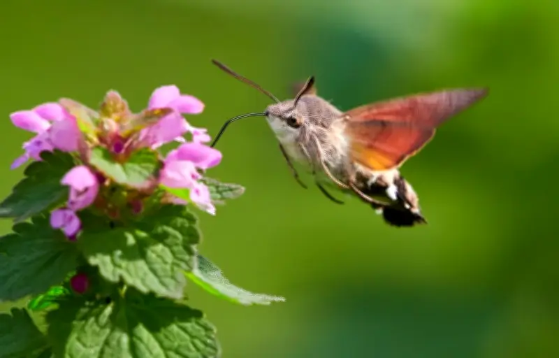Les antennes des papillons : un système olfactif d'une précision microscopique
