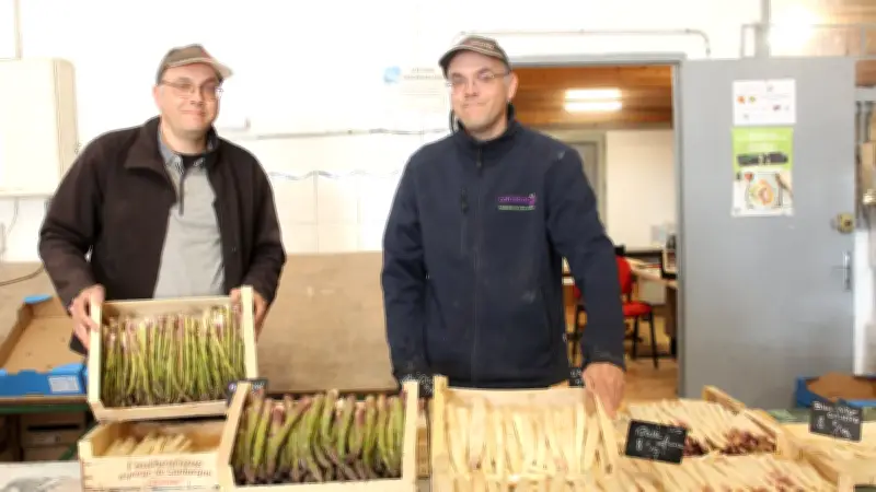 Les asperges de Camargue célèbrent une récolte prometteuse malgré les pluies