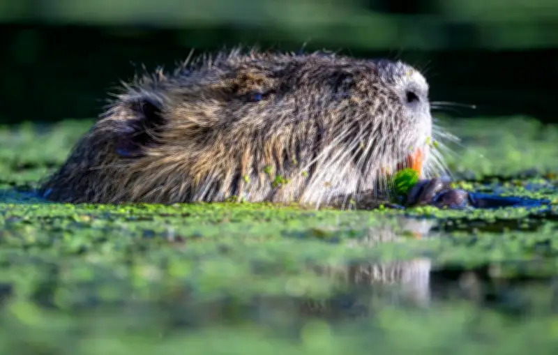 Les castors, alliés inattendus du climat grâce au stockage de carbone dans les zones humides