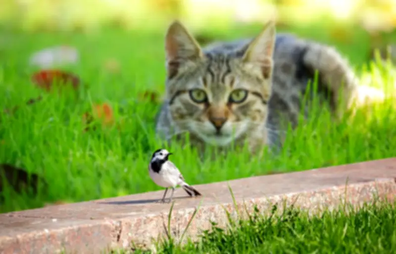 Les chats domestiques, prédateurs d'oiseaux : solutions pour une cohabitation équilibrée
