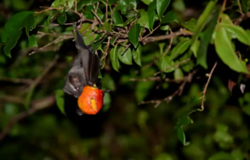 Les chauves-souris combinent écholocation et sens chimiques pour chasser