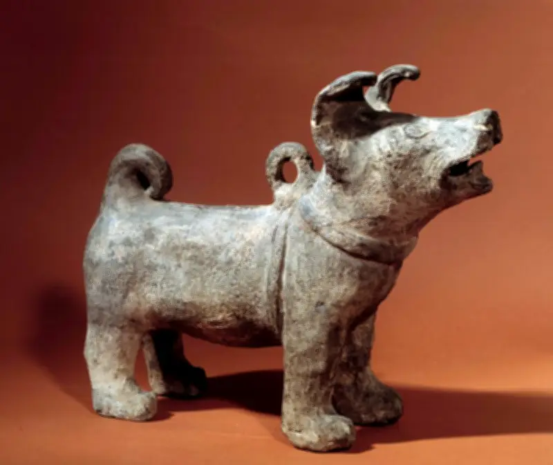 Les chiens, compagnons de l'homme depuis au moins 16 000 ans, leur origine reste un mystère fascinant
