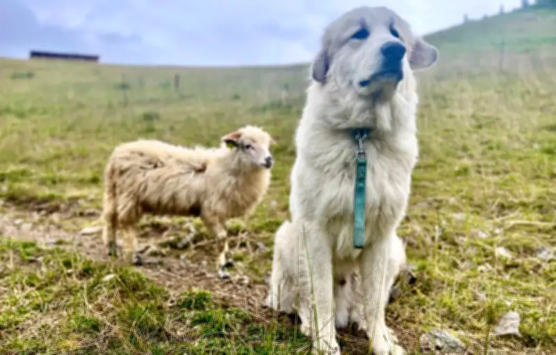 Les chiens de berger : une sélection génétique millénaire au service du pastoralisme