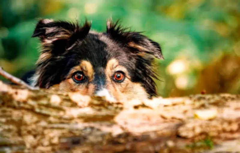 Les chiens détecteurs : des alliés précieux pour la conservation de la biodiversité
