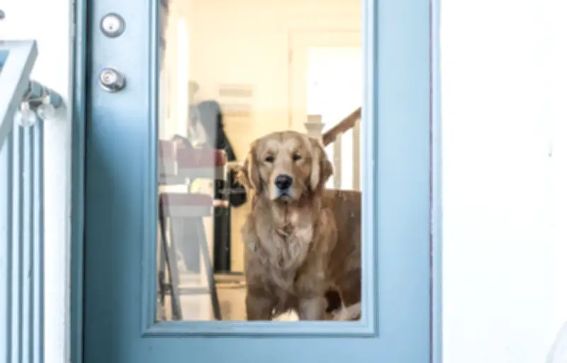 Les chiens perçoivent-ils vraiment le temps ? Décryptage de leur sensibilité temporelle