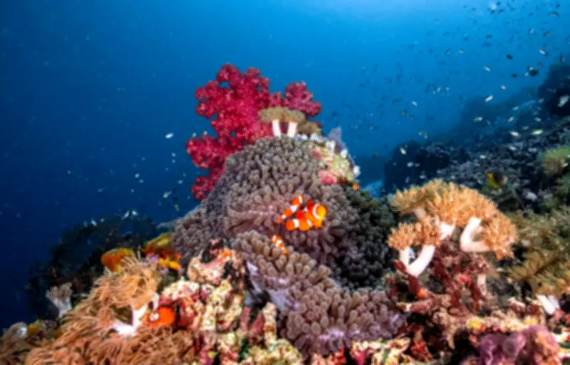 Les coraux, architectes méconnus des océans et piliers de la biodiversité marine