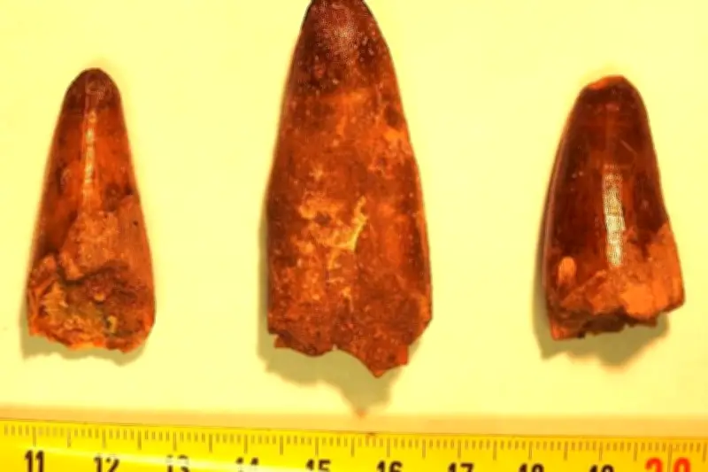 Les dents de reptiles préhistoriques saisies à Menton ont été restituées au Maroc