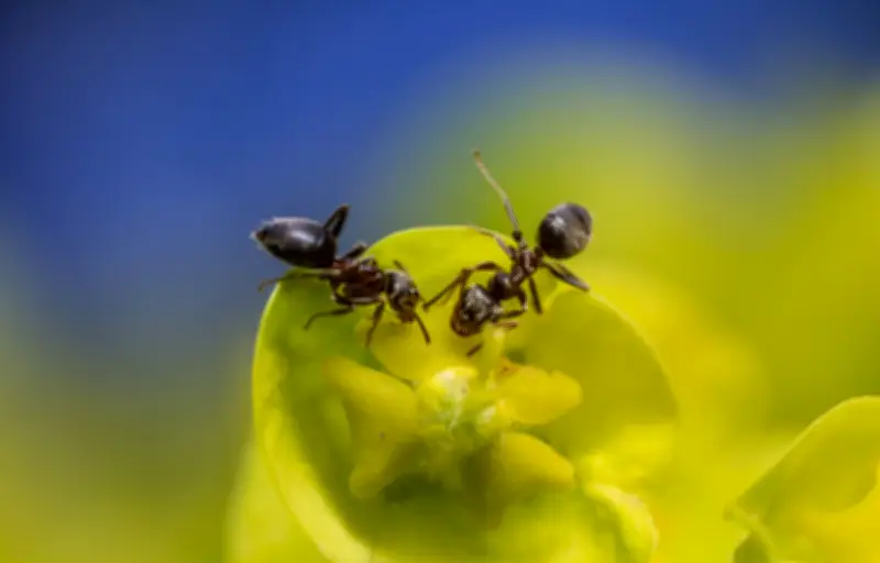 Les fourmis : comment leur signature chimique unique assure la cohésion sociale