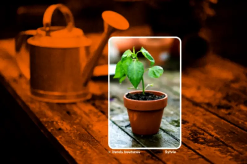 Les Français et Le Bon Coin : une relation passionnée et des achats impulsifs