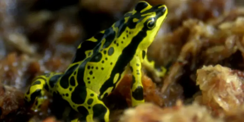 Les grenouilles amazoniennes et leur poison mortel : un mécanisme de protection fascinant