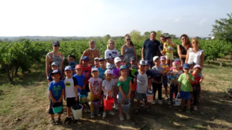 Les jeunes élèves des Amandiers découvrent la vendange dans les vignes
