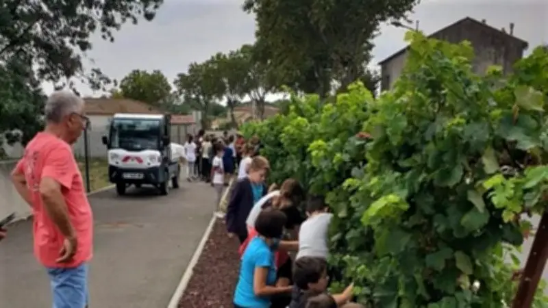 Les élèves d'Abeilhan récoltent 100 kg de raisins dans un projet pédagogique