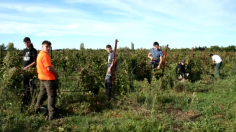 Les lycéens de Marie-Durand vendangent à la main au domaine de Donadille