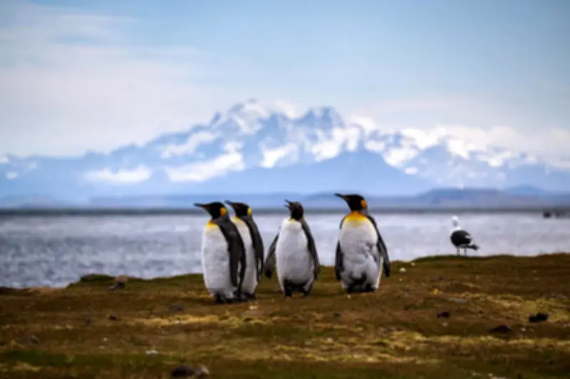 Les manchots royaux résistent au changement climatique, mais pour combien de temps ?