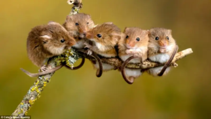 Les émotions, un sens du toucher à explorer lors d'une conférence à Montpellier