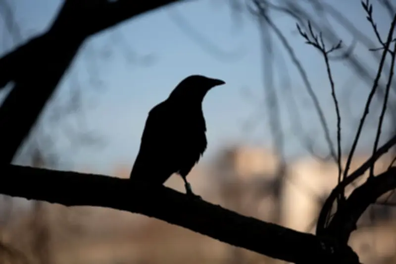 Les oiseaux urbains : au-delà des superstitions, une biodiversité à préserver