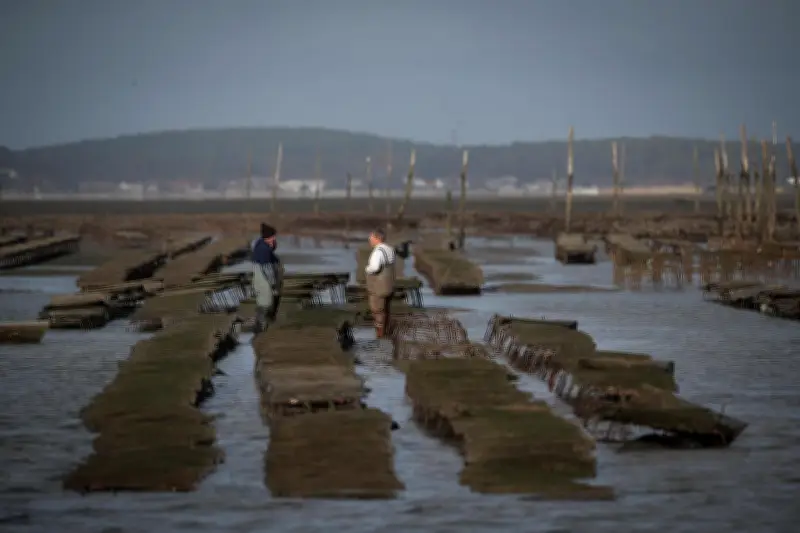 Les ostréiculteurs réclament la pérennisation du réseau Oxyvir après une expérimentation réussie