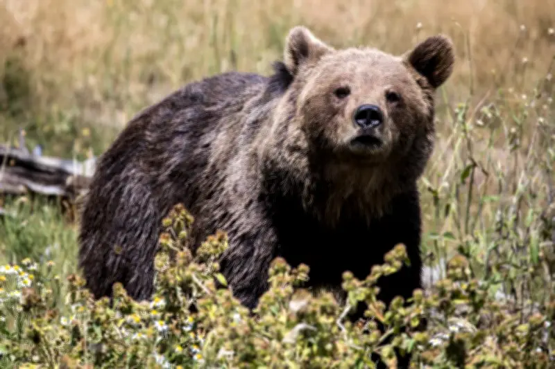 Les ours prospèrent dans les Pyrénées mais la consanguinité inquiète
