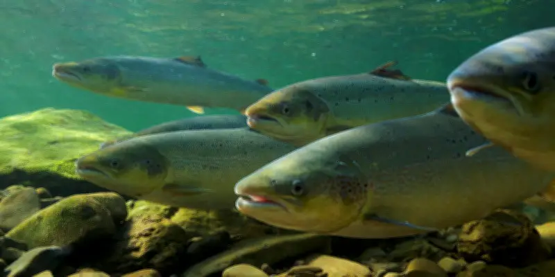Les poissons migrateurs d'eau douce, espèces parmi les plus menacées au monde