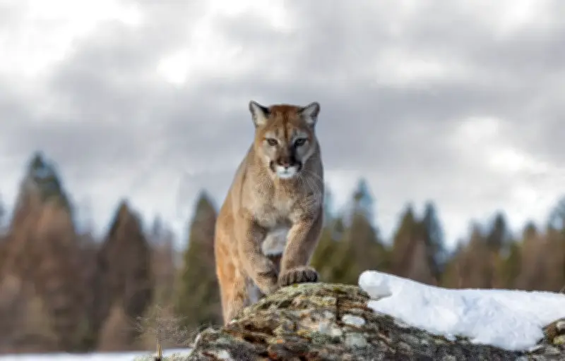 Les pumas des Andes : comment ce félin survit à plus de 4 500 mètres d'altitude