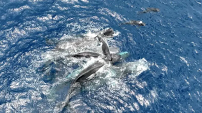 Les rites de naissance des cachalots révélés par une vidéo exceptionnelle