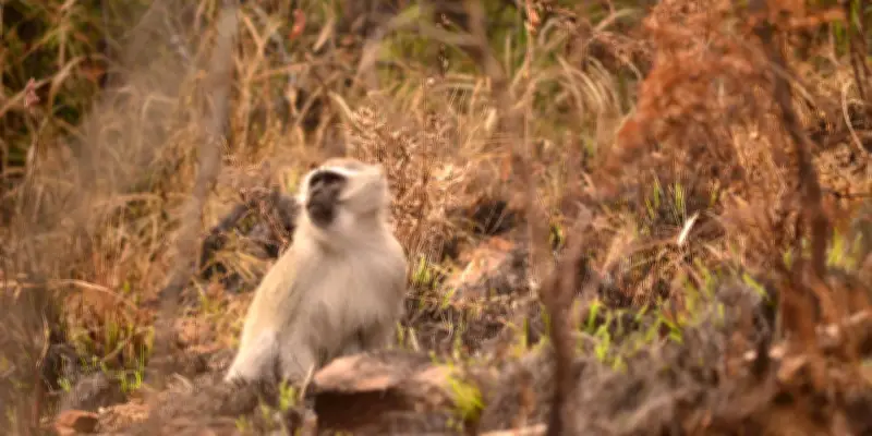 Les singes face au feu : quand les primates défient l'instinct de peur des flammes