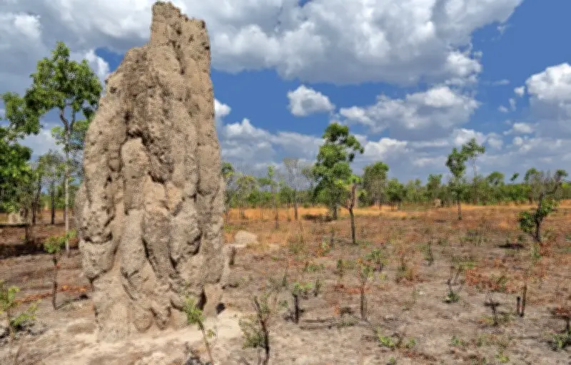 Les Termitières : Des Cathédrales Naturelles Construites par l'Intelligence Collective