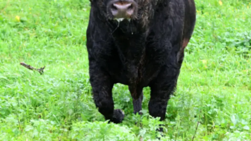 Les toros de Cuadri, redoutables bêtes andalouses, en spectacle en 2026