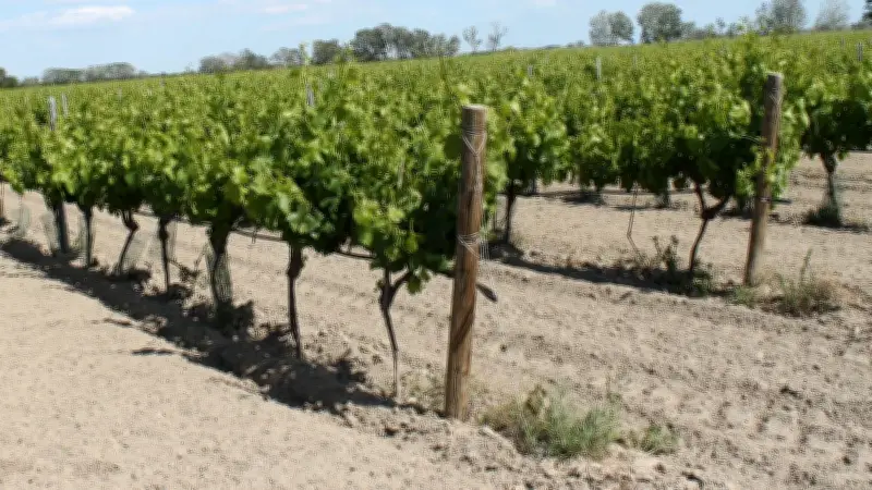 Les vins Sable de Camargue brillent au Concours général agricole 2026