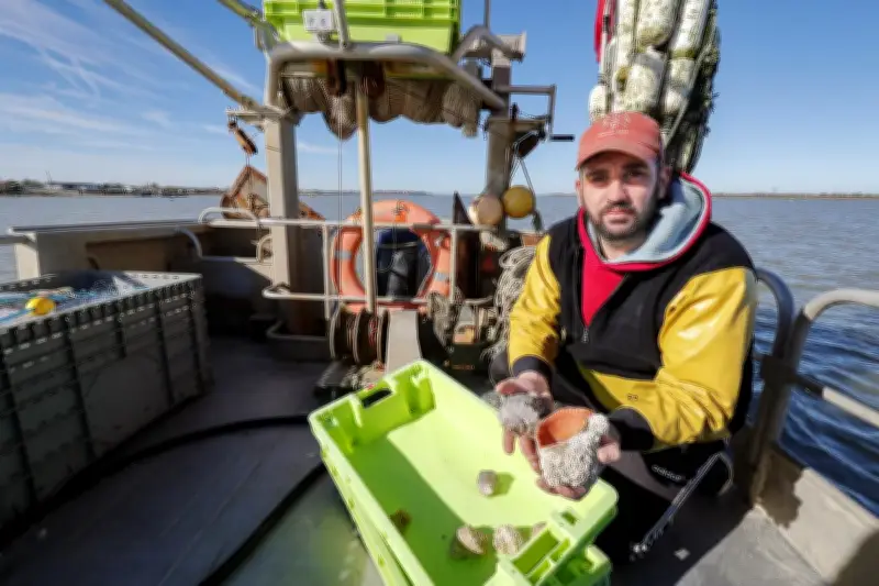 L'escargot de mer géant Rapana colonise la Charente-Maritime, une menace pour les coquillages
