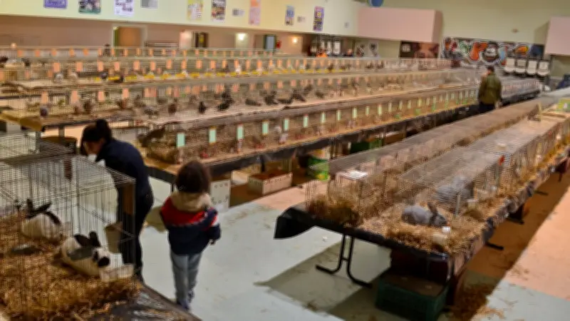 L'exposition avicole nationale de retour à Saint-Pons-de-Thomières ce week-end
