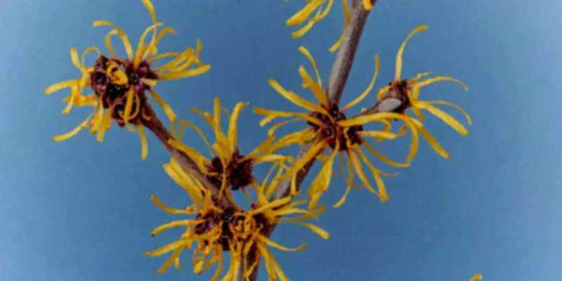 L'Hamamelis, arbuste rustique aux fleurs délicates, illumine les jardins d'hiver