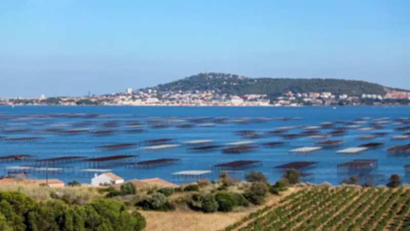 L'huître plate de l'étang de Thau : un projet de restauration pour sauver une espèce endémique