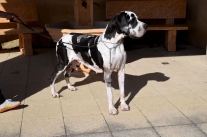 Élisabeth Monnin présente Païvatar, championne du monde de dogue, lors d'un week-end dédié