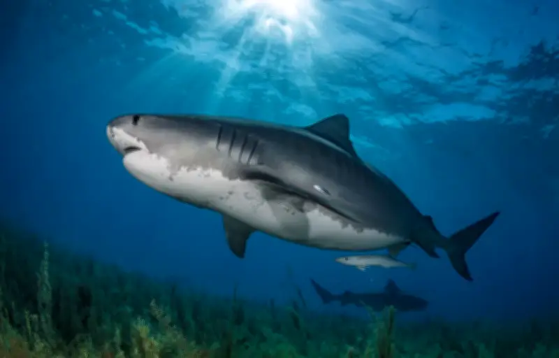 L'odorat des requins : un système sensoriel perfectionné pour la chasse