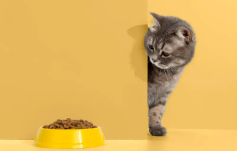 L'odorat du chat, un détecteur infaillible pour sa sécurité alimentaire