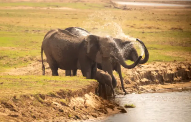 L'odorat exceptionnel des éléphants : un sens vital pour la survie
