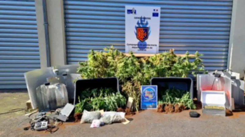 Lodève : 177 pieds de cannabis découverts dans un appartement après une alerte olfactive