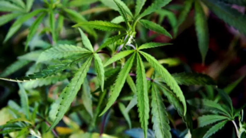 Lodève : 177 pieds de cannabis saisis dans un appartement, le cultivateur invoque l'autoconsommation