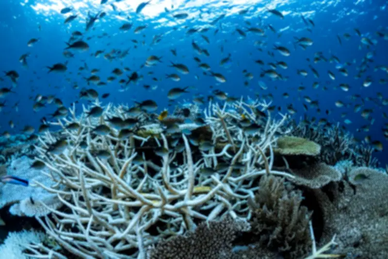 L'ONU alerte : la Terre a accumulé une chaleur record en 2025, le chaos climatique s'accélère