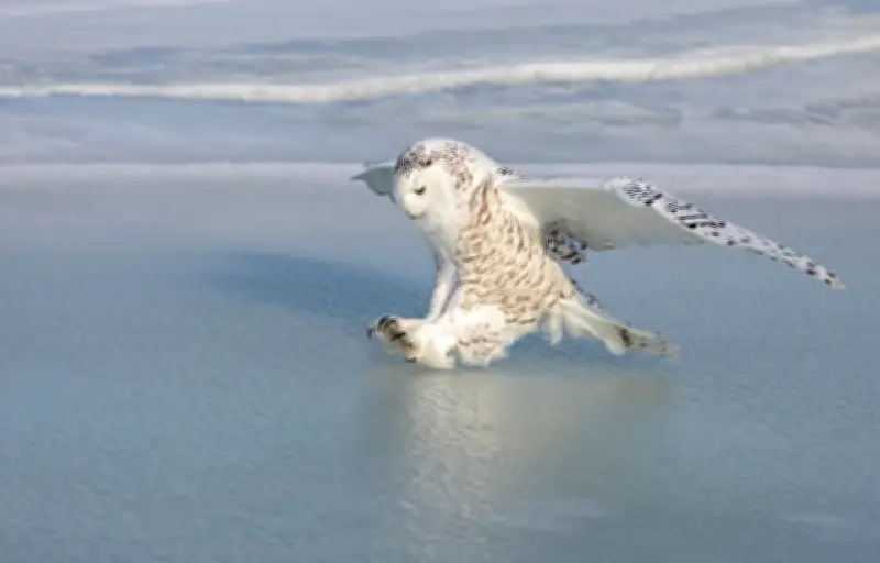 L'ONU étend la protection internationale à 40 espèces migratrices emblématiques