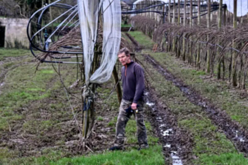 Lot-et-Garonne : fraises et kiwis dévastés par les inondations, l'économie agricole menacée