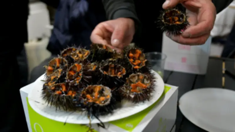 L'oursin à 3 euros : un trésor méditerranéen accessible malgré son image de luxe