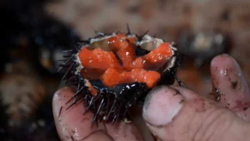 L'Oursinade de Thau débute ce vendredi soir dans les rues de Sète