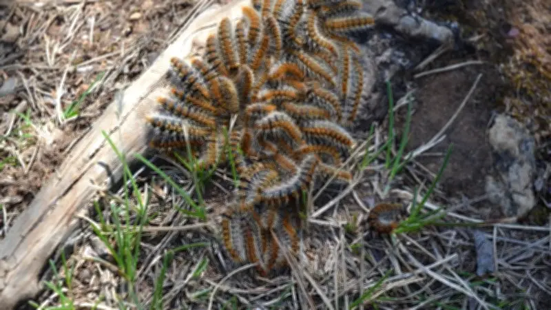 Lozère : formation d'urgence face au retour imminent des chenilles processionnaires