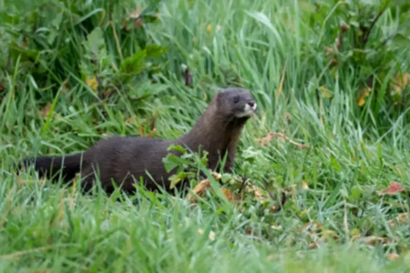 LPO France présente une étude cruciale sur le Vison d'Europe menacé en Charente